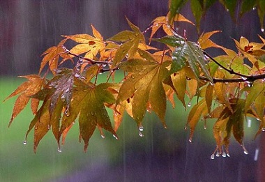 اس ام اس و پیام روز بارانی